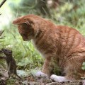 Los ratones 'aprovechan' la saliva de gato para saber cuándo les va a atacar