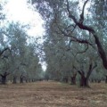 Italia: cientos de miles de olivos muertos por bacteria "asesina" [IT]