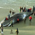 Hallada muerta en la costa holandesa una ballena con 20 kilos de plásticos en el estómago
