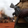 Impactantes fotos de la caza ilegal en África