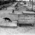 Cuando EEUU planeó invadir Japón con perros en la II Guerra Mundial