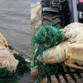 Aparece una tortuga de más de 200 kilos en la playa de Hendaya