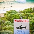 Piden sacrificar a los tiburones de tres metros tras la muerte de un surfista