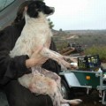El Seprona rescata 39 perros en un estado deplorable en una finca de Maella