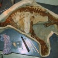 Recuperan el esqueleto casi intacto de una cría de dinosaurio