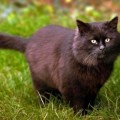 Un gato tiene a mal traer a la policía inglesa que lo busca por atacar a todo un pueblo