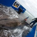Siguiendo a tiburones blancos en tiempo real