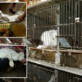 Tiendas británicas suspendan los pedidos de productos de lana de angora súper suaves después de video horrible... (ENG)