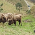 Mueren por posible envenenamiento los seis bisontes que se iban a criar en Villayón