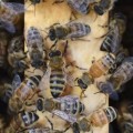 Aumenta la urgencia por conocer las causas de la desaparición de las abejas
