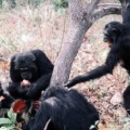 El cruel asesinato que desató la primera guerra entre primates no humanos de la historia