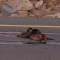 Llanto de mono por su madre atropellada conmueve Arabia Saudita