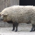 Este cerdo con pinta de oveja no es un fake