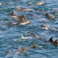 250 delfines esperan ser masacrados en la cueva japonesa de Taiji