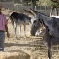 El dueño de una reserva de burros lanza un SOS