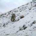 Una secuencia única: un leopardo de las nieves sorprendido por una cámara trampa