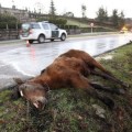 La ley de seguridad vial responsabilizará al conductor que arrolle animales en cotos de caza