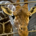 ¿Se deberían prohibir los zoológicos en el mundo?