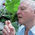 Attenborough se ha hartado de los creacionistas
