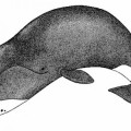 Existen ballenas vivas que nacieron antes de que se escribiera Moby Dick (ENG)