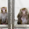 Científicos de Harvard logran que un mono controle con su cerebro los movimientos de otro simio paralizado