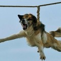 El bárbaro ritual búlgaro del 'giro del perro' escandaliza al mundo