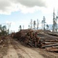 Ikea, acusada de talar árboles de 600 años y destruir bosques vírgenes