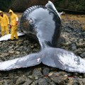 Eutanasia animal: cómo matar a una ballena que agoniza