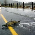 La increíble historia de los salmones que cruzan la carretera