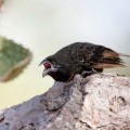 Los asombrosos pájaros vampiros de las Islas Galápagos