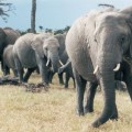 Los elefantes tienen una llamada para advertir de la presencia de humanos. Y suena así