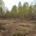 El peligro de los bosques incorruptos de Chernobyl