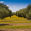 El olivar español secuestra el 6% de las emisiones nacionales de CO2