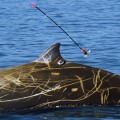 Una ballena pulveriza el record de profundidad y tiempo en una immersion [eng]