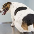 Mascotas obesas. Cuando los malos hábitos alimenticios también se extienden entre los animales