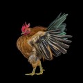 Hay concursos de belleza para pollos y el fotógrafo Ernest Goh ha decidido fotografiar a algunos de los ganadores [eng]