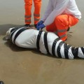 Hallado un cadáver atado y envuelto en plástico en la playa de la Zenia (Alicante)