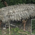 Tribu del Amazonas usan lanzas cuando por primera vez ven un avión (eng)