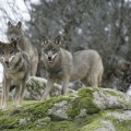 El lobo ibérico al borde de la extinción en Andalucía