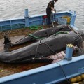 Japón suspende su programa de investigación sobre ballenas