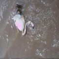 Pastores del entorno denuncian la situación de un río Azuer "envenenado" y con animales muertos