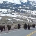 Animales huyen del Parque de Yellowstone, ¿erupción volcánica inminente?