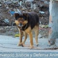 Nace ‘Alerta Animal’, la primera App para denunciar en España casos de maltrato animal desde el móvil