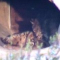 La hembra de lince ibérico Brisa da a luz a cuatro cachorros en el centro de cría de Doñana