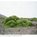 Esta cosa verde está viva y tiene 3.000 años