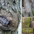 Cómo cascos, granadas y armas descartadas durante la 2ª Guerra Mundial han sido "tragados" por troncos de árboles (ENG)
