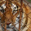Más tigres en patios de EEUU que en libertad [eng]