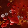 Sangre artificial universal a partir de células madre 'será producida de manera industrial' (ING)