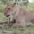 El bebé de babuino que sobrevivió a las leonas que mataron a su madre