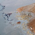 Cocodrilos vs Hipopótamos (Fotos aéreas)